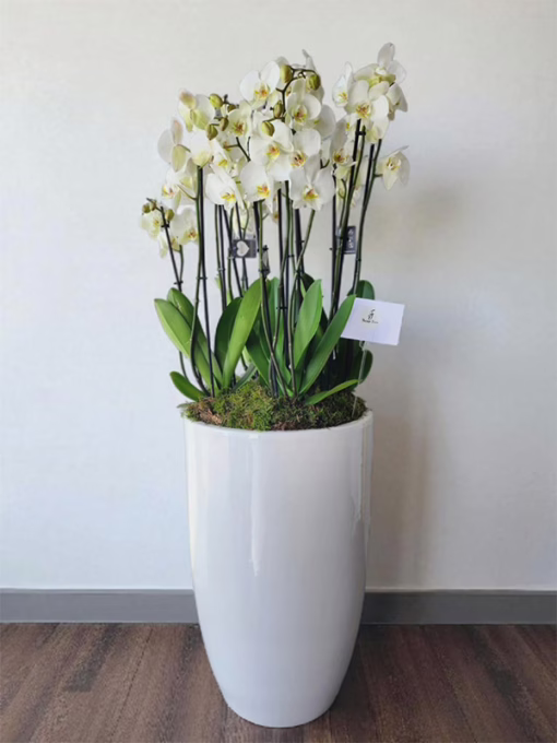 Whisper Orchids